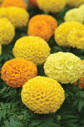 Picture of Marigold African - Marvel Mixed F1